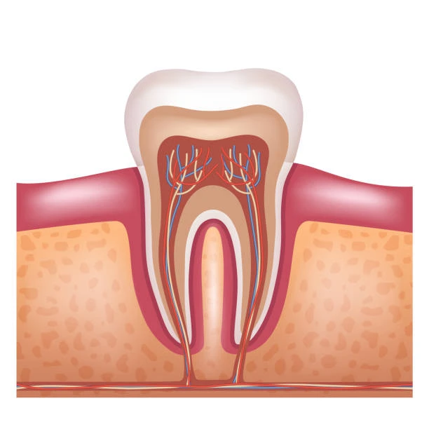 an image showing the nerves of the tooth (1)